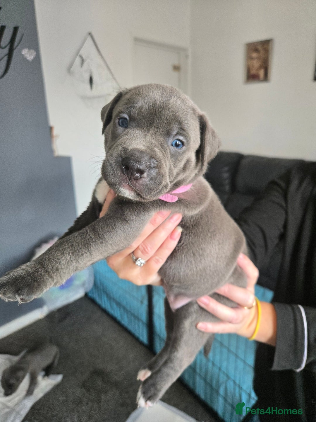 Mixed Breed dogs for sale: Staffy cross pups for sale  - Image 8