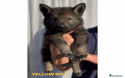 German Shepherd dogs for sale: Czech line German shepherds  - Image 12