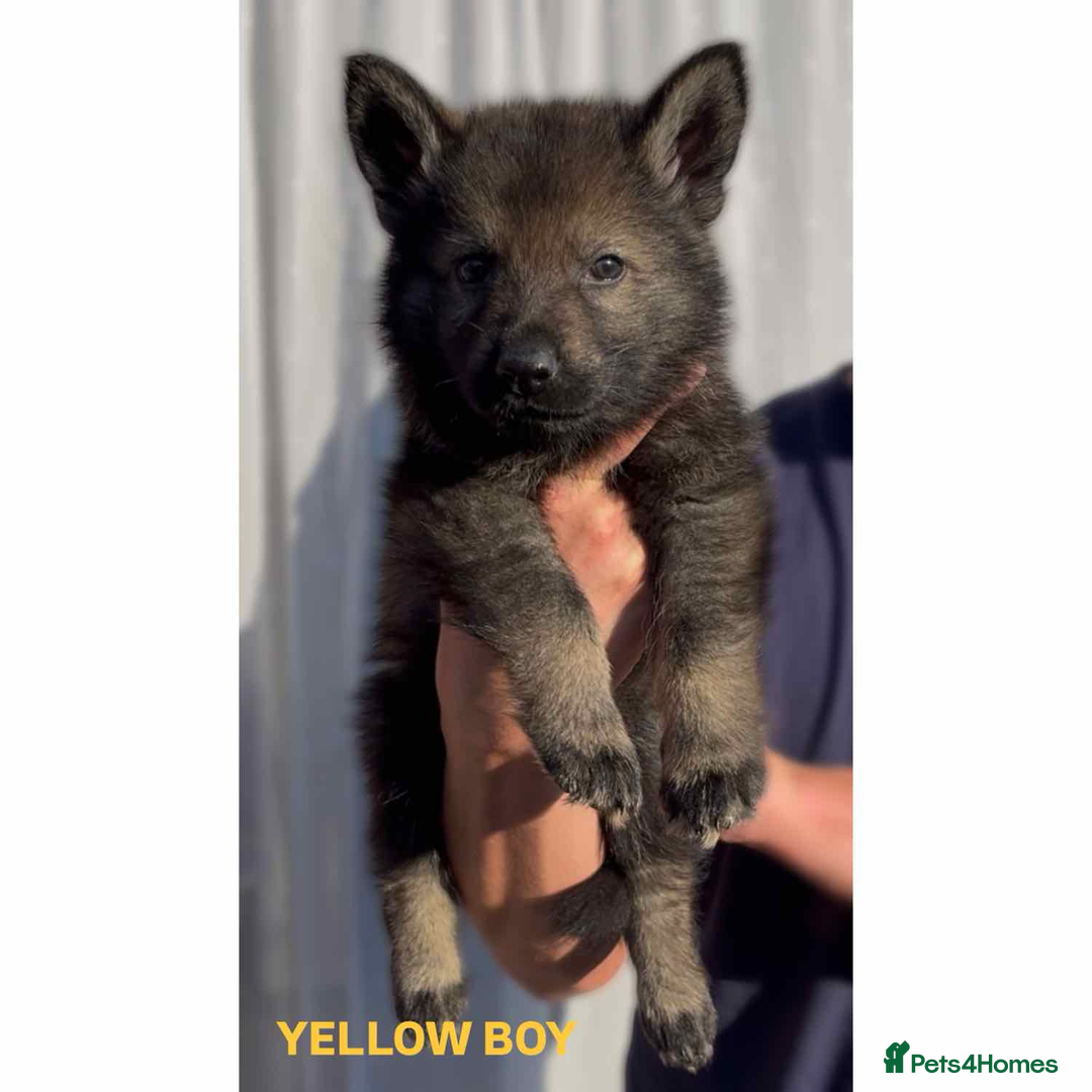 German Shepherd dogs for sale: Czech line German shepherds  - Image 12