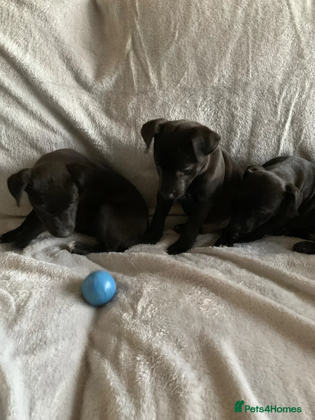 Patterjack dogs for sale: Patterjacks  - Advert 2