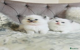 Ragdoll cats for stud: Amazing proven stud !!!  in Romford - Image 14