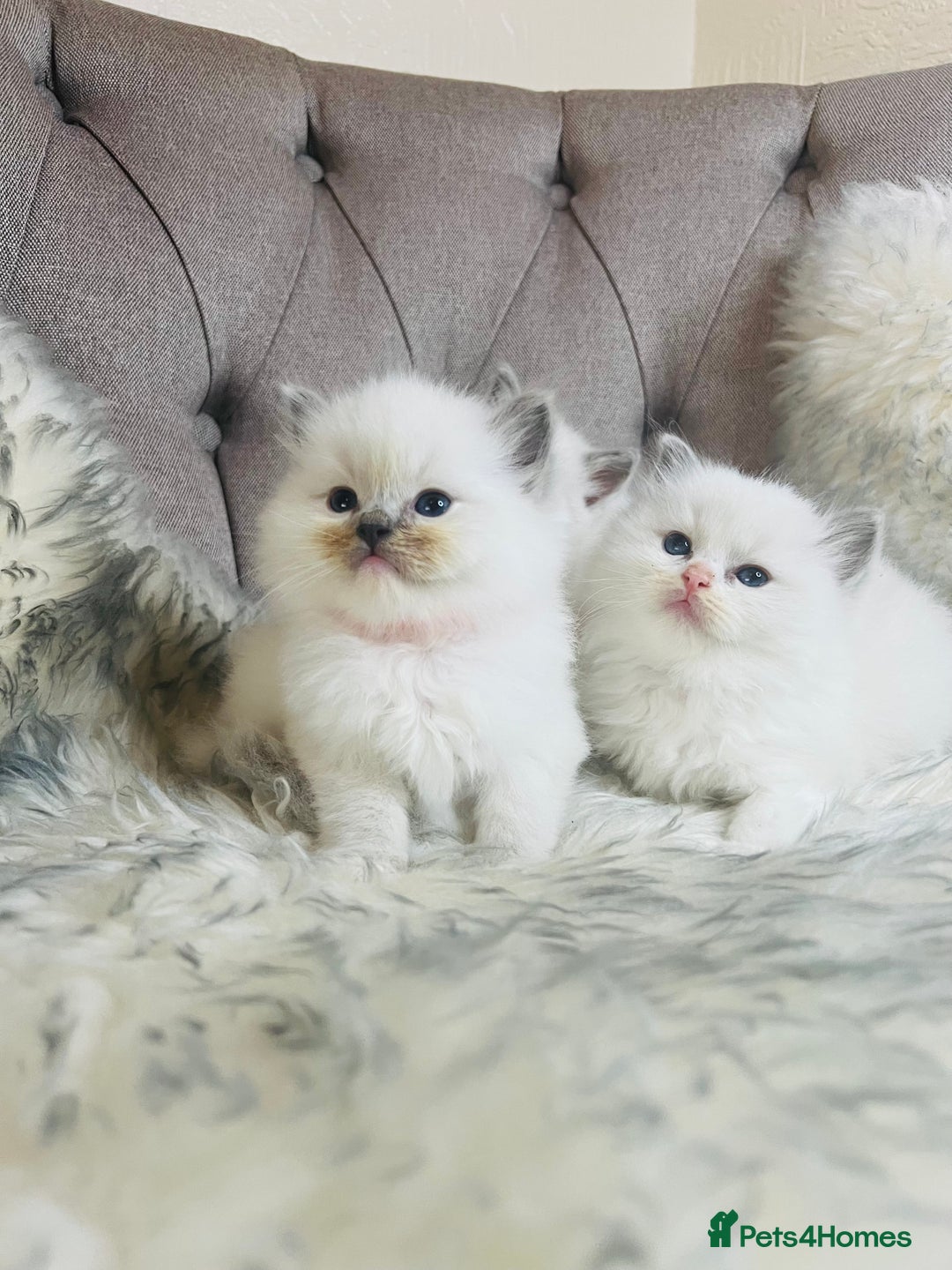 Ragdoll cats for stud: Amazing proven stud !!!  in Romford - Image 14