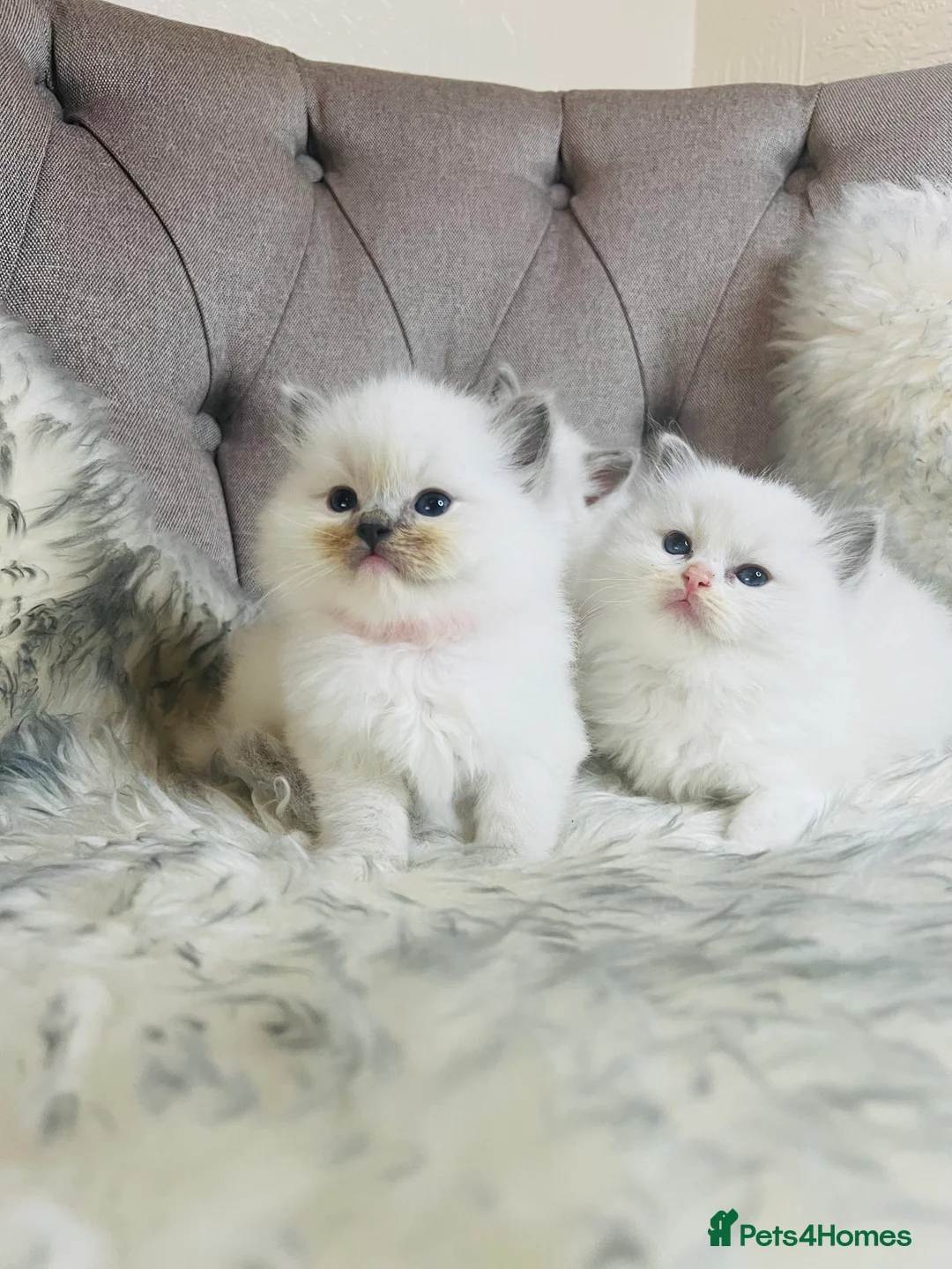 Ragdoll cats for stud: Amazing proven stud !!!  in Romford - Advert 14