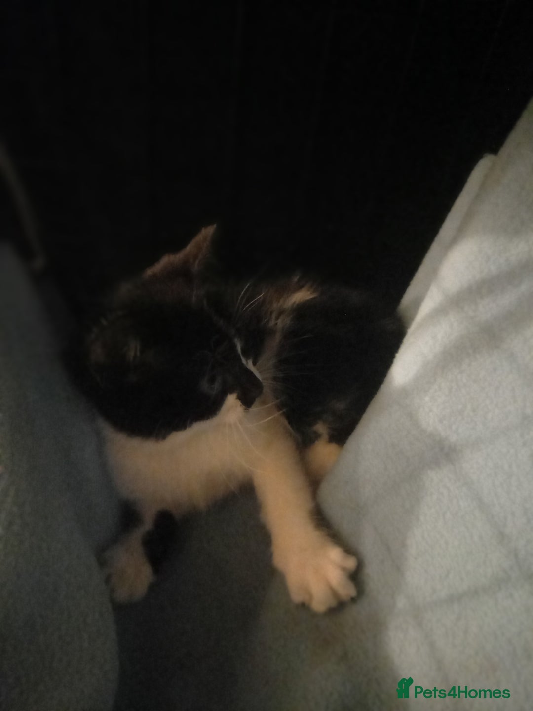 Mixed Breed cats for sale: Adorable kittens - Advert 10