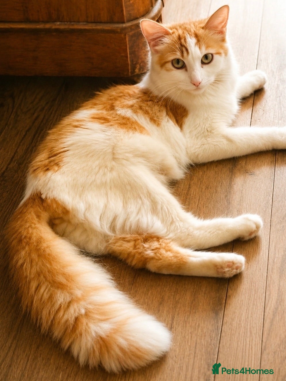 Norwegian Forest Cat cats Gorgeous Norwegian Forest Cross Female Kittens  - Advert 3