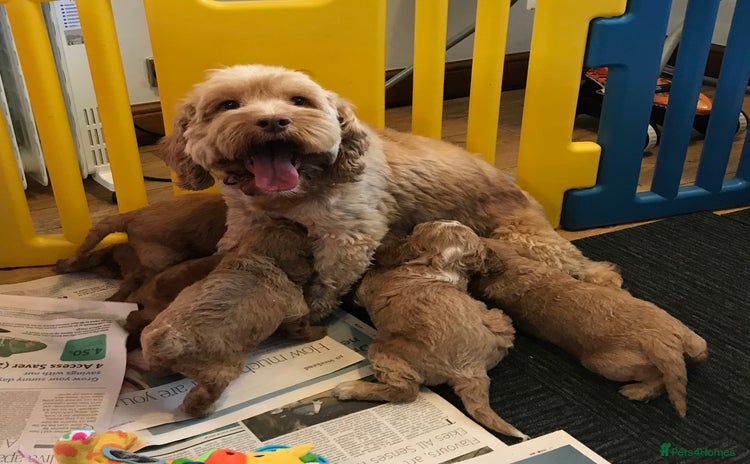 Cockapoo dogs - Advert 7