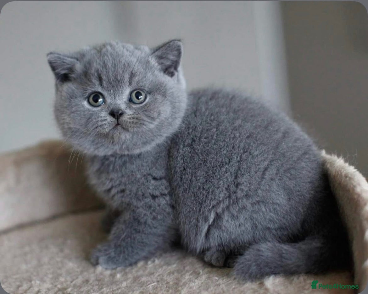 British Shorthair cats for sale: British shorthairs  - Advert 1