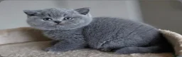 British Shorthair cats for sale: British shorthairs  - Advert 1