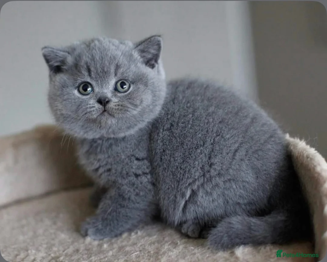 British Shorthair cats for sale: British shorthairs  - Advert 1