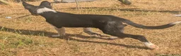 Borador dogs for sale: *ONE BOY LEFT. Boradors pups *READY NOW* - Advert 11