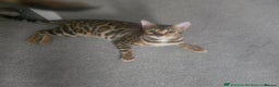 Bengal cats for sale: SBT TICA F5 Bengal Queen-Must Be Rehomed by March  - Advert 8
