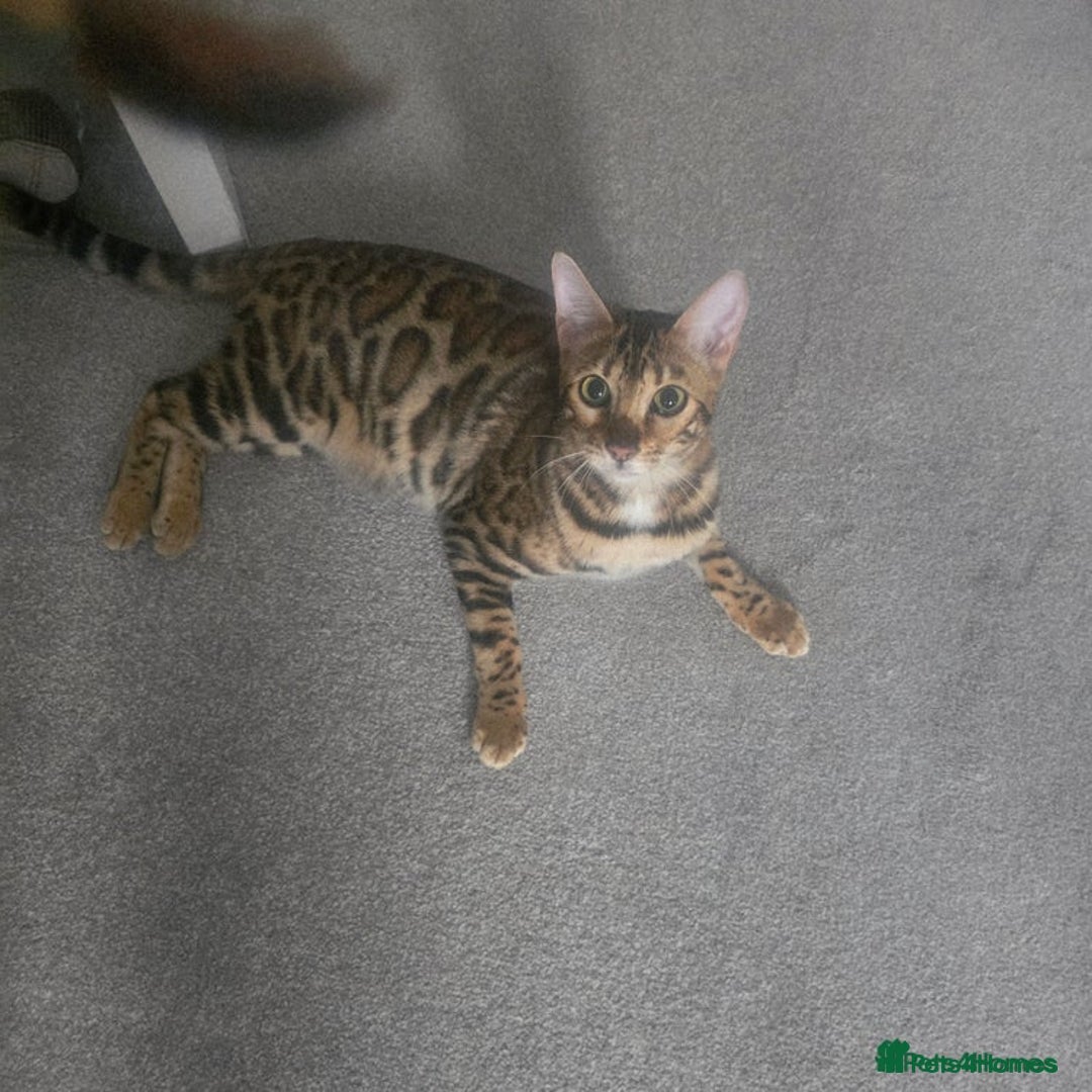 Bengal cats for sale: SBT TICA F5 Bengal Queen-Must Be Rehomed by March  - Advert 8