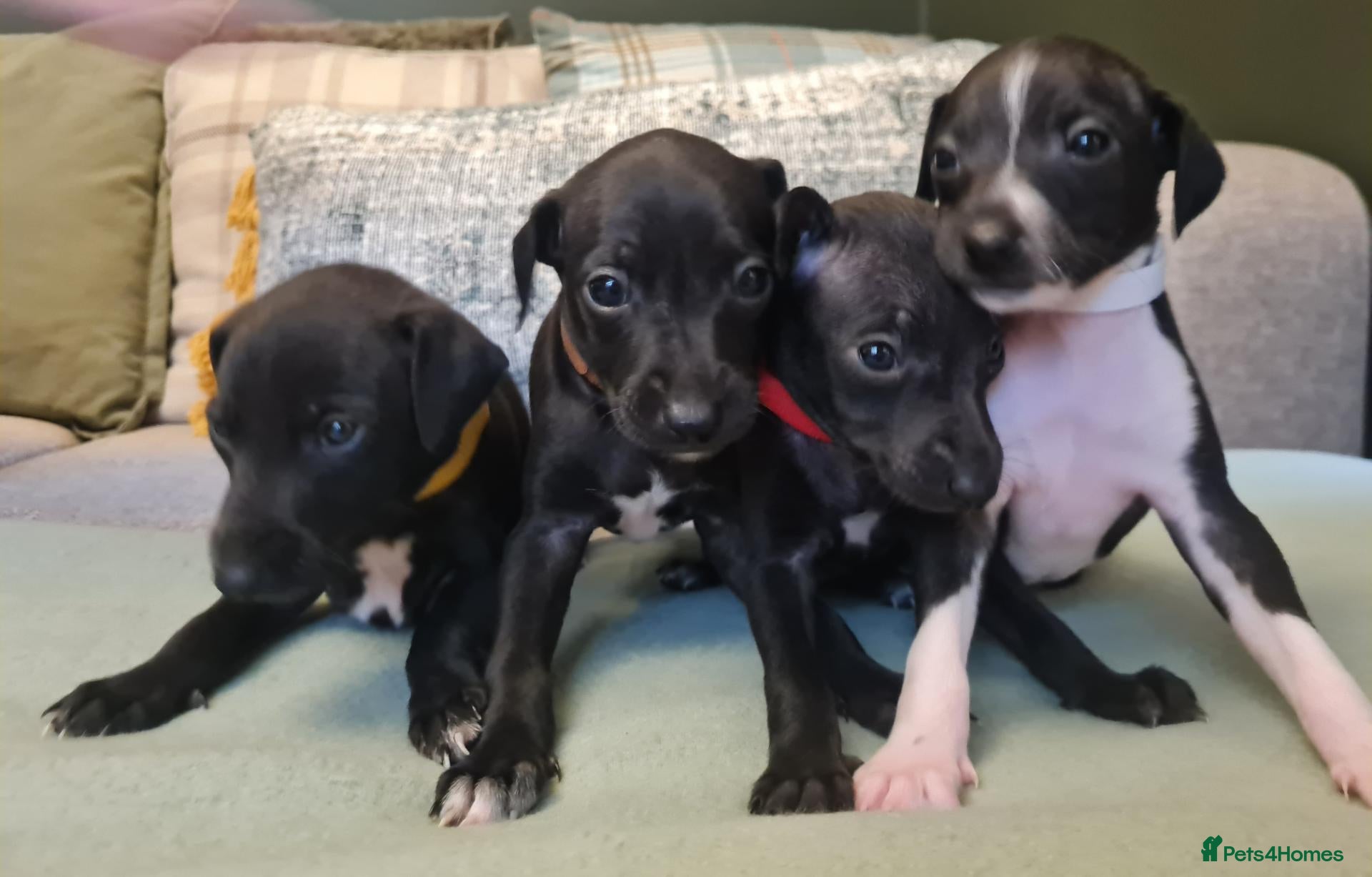 Italian Greyhound dogs for sale: 4 italian greyhound puppies  - Advert 23