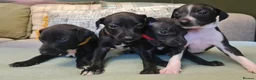 Italian Greyhound dogs for sale: 4 italian greyhound puppies  - Advert 1