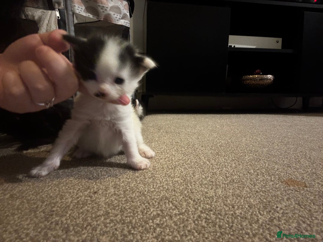 British Longhair cats for sale: Black and white long hair kittens for sale - Advert 17