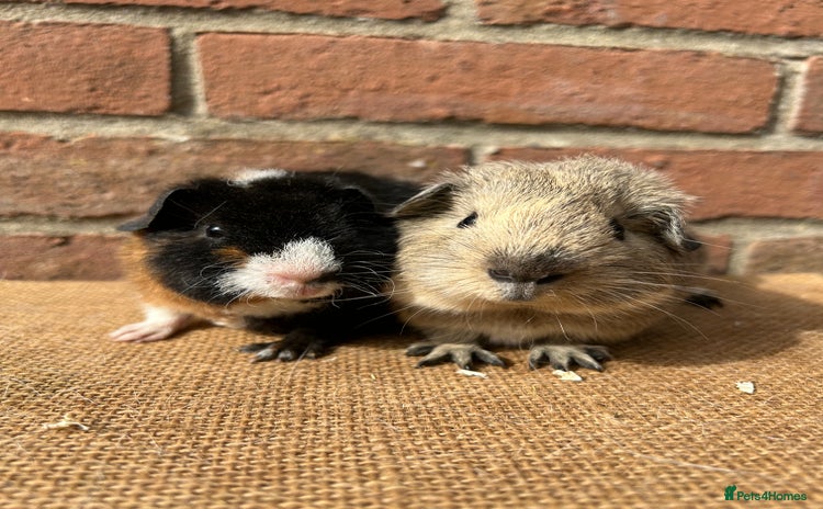 Guinea Pig rodents - Advert 8