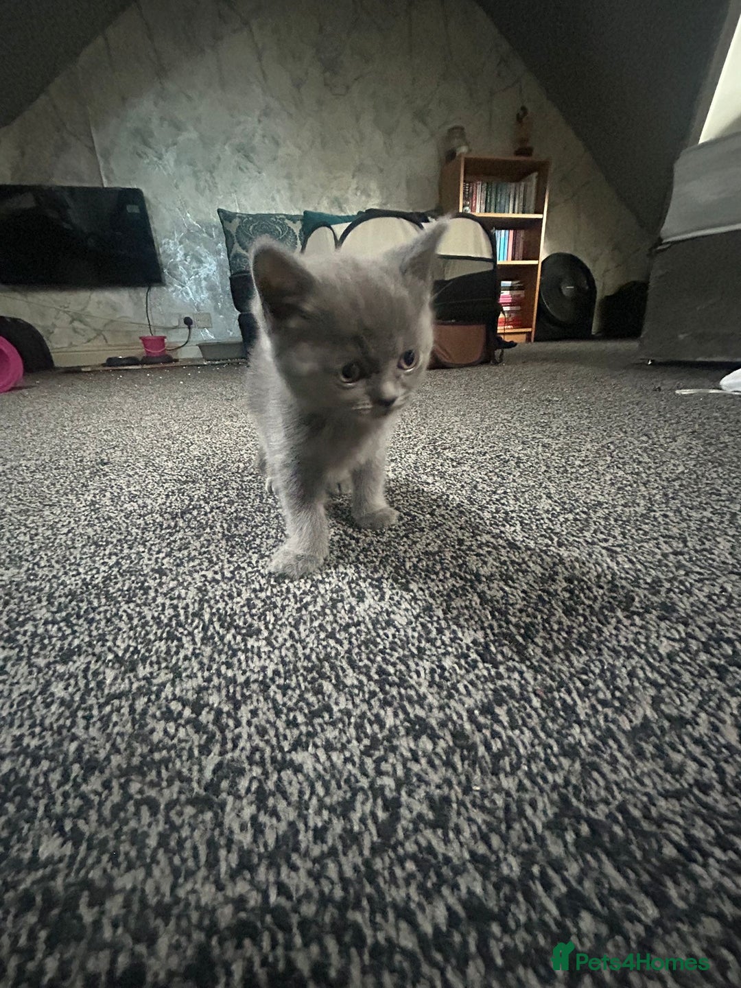 British Shorthair cats for sale: British short hair kittens - Image 5