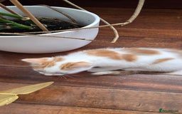 Mixed Breed cats for sale: Heart-Marked & Beautiful Kittens Ready - Image 18
