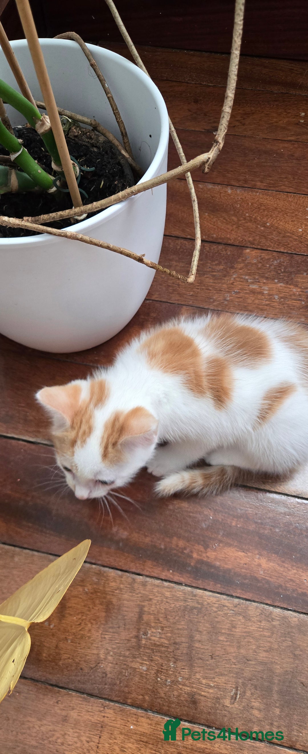 Mixed Breed cats for sale: Heart-Marked & Beautiful Kittens Ready - Image 18