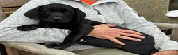 Labrador Retriever dogs for sale: Pedigree Labrador Puppies *Final puppy remaining* - Advert 9