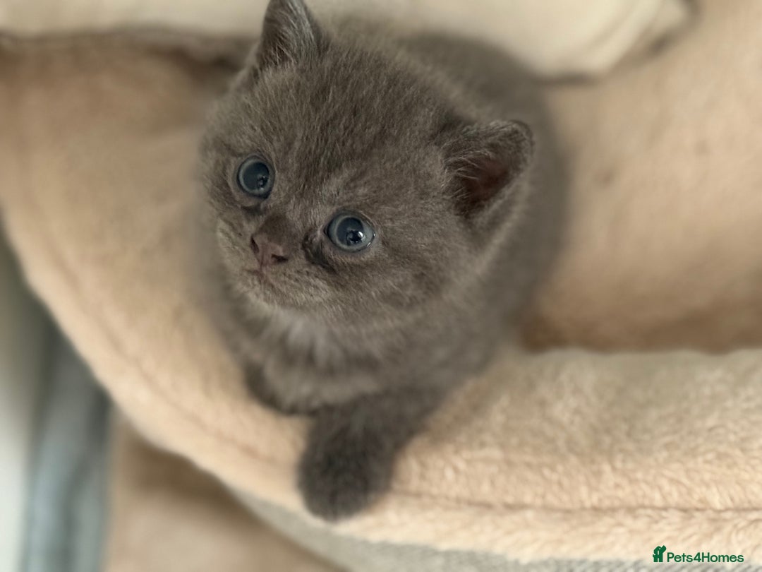 British Shorthair cats for sale: 2 British Shorthair kittens - Image 9