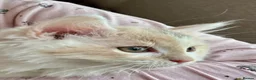 Munchkin cats for sale: Munchkin girls - Advert 18