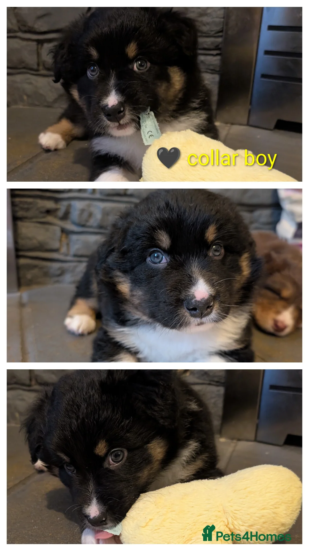 Australian Shepherd dogs for sale: Australian shepherd puppies  - Advert 9