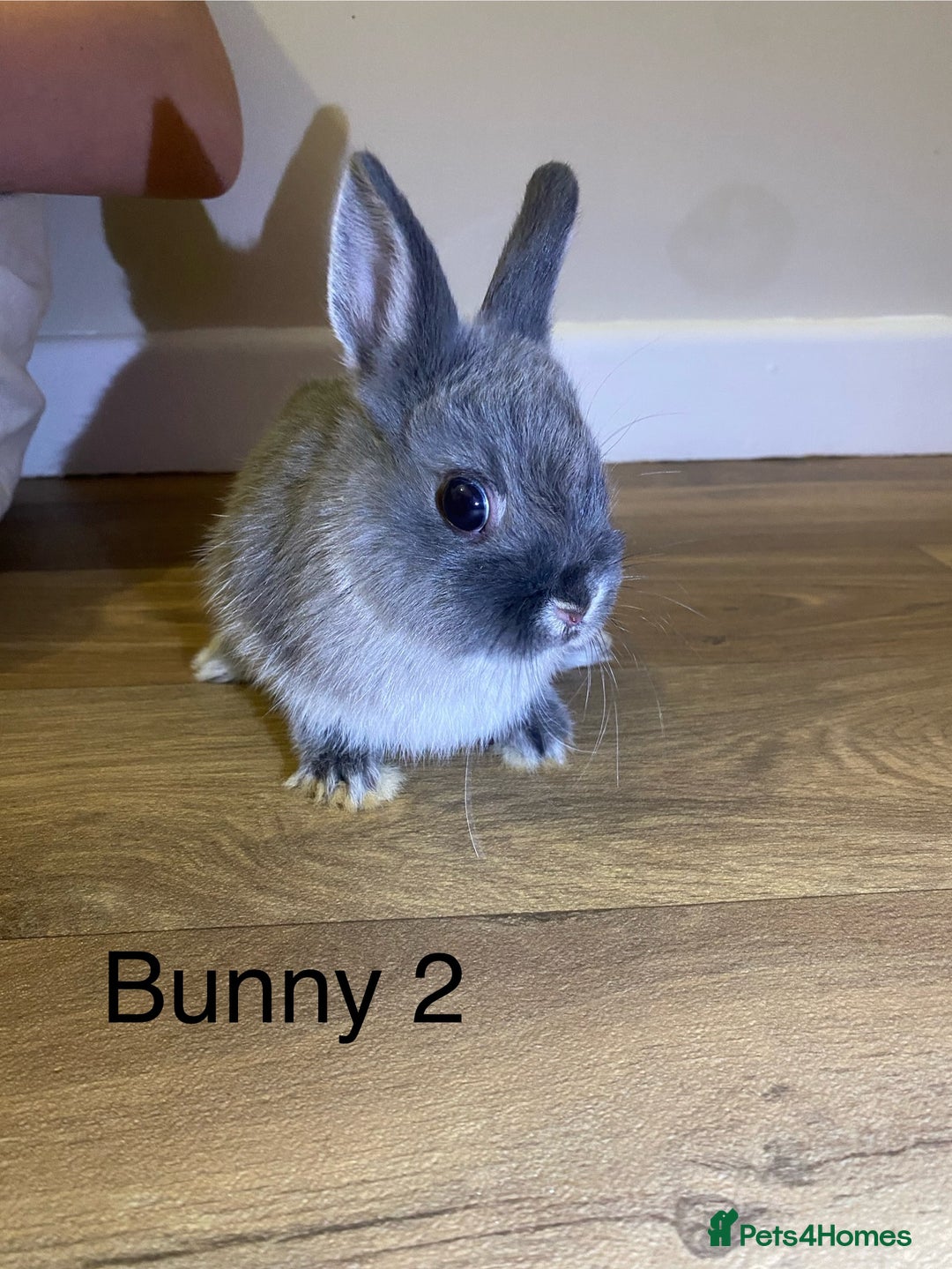 Netherland Dwarf rabbits for sale: 🐰✨Baby rabbits ready for home✨🐰 - Advert 7