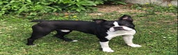 Boston Terrier dogs for stud: 🇺🇸 Boston Terrier For Stud 🇺🇸 in Croydon - Advert 2