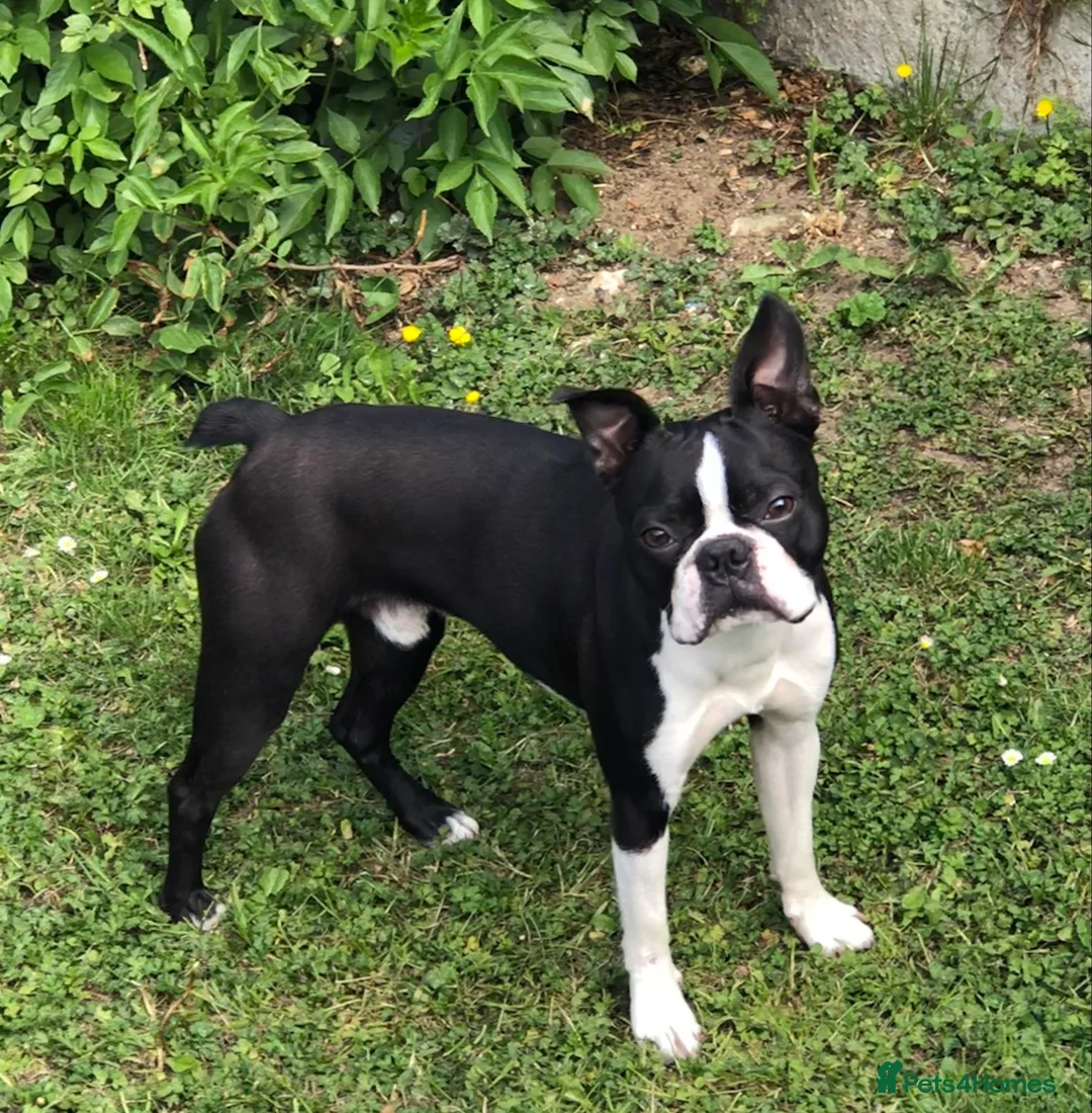Boston Terrier dogs for stud: 🇺🇸 Boston Terrier For Stud 🇺🇸 in Croydon - Advert 2