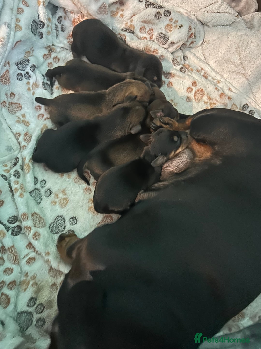 Miniature Dachshund dogs for sale: Miniature daschund puppy’s  - Image 4