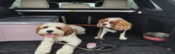 Cavapoo dogs for stud: Gorgeous rare white F1 Cavapoo - Advert 7