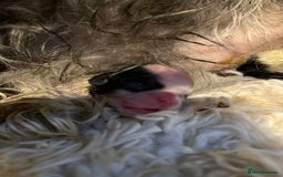 Shih Tzu dogs for stud: Kc reg shih tzu full DNA health tested in Chester-le-Street - Image 7