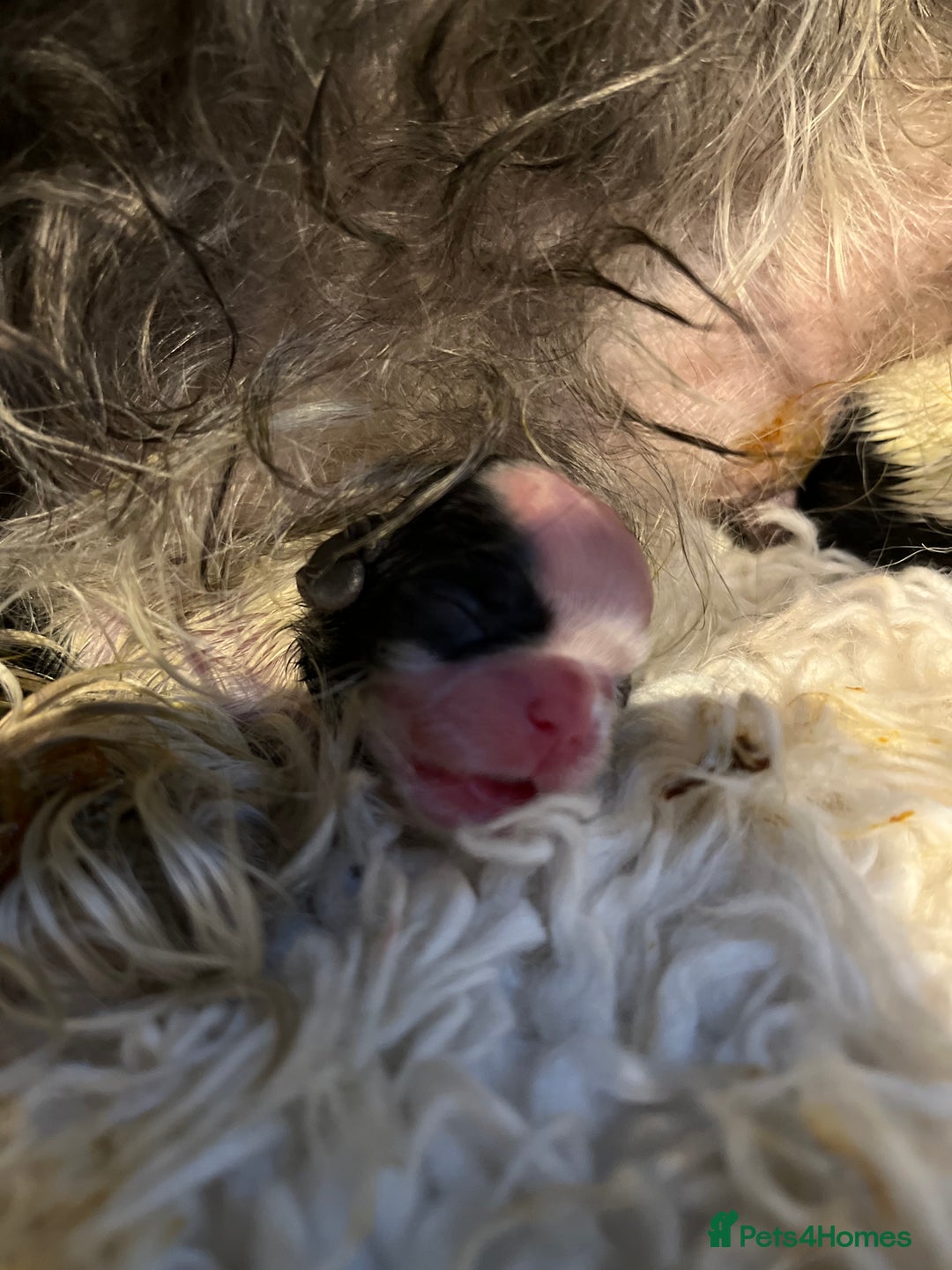 Shih Tzu dogs for stud: Kc reg shih tzu full DNA health tested in Chester-le-Street - Image 7