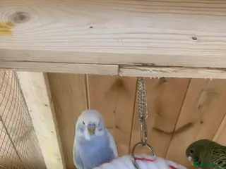 Budgerigars birds budgie - Advert 7