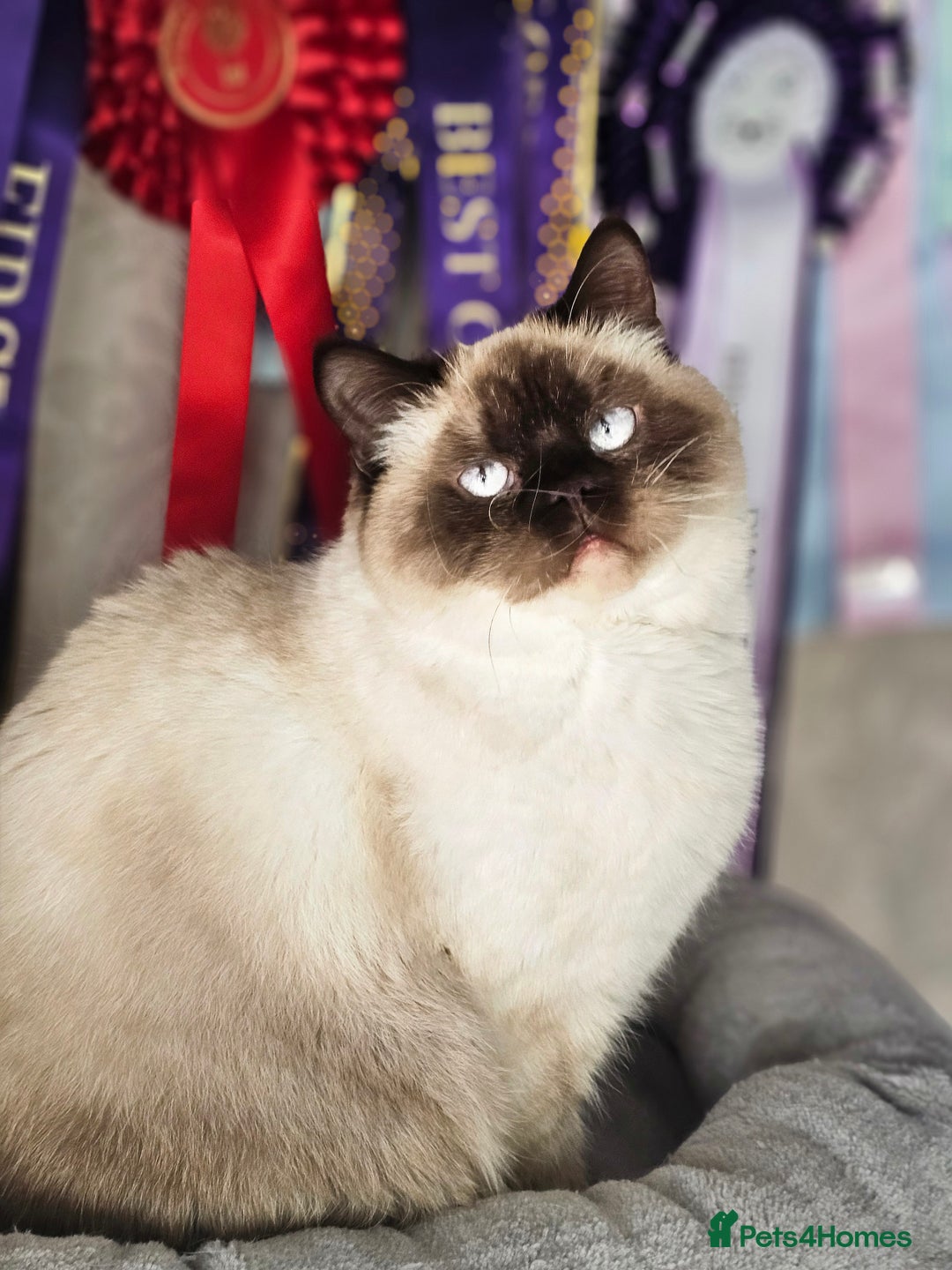 British Shorthair cats for sale: GCCF reg. BSH Colourpoint female 🌸 - Advert 4