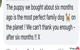 Cockapoo dogs for sale: ✨ Quality F2 Cockapoos ✨ Reputable Breeder  - Image 21