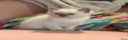 Ragdoll cats for sale: Pedigree Blue Point Ragdoll kittens  in Kirriemuir - Advert 5