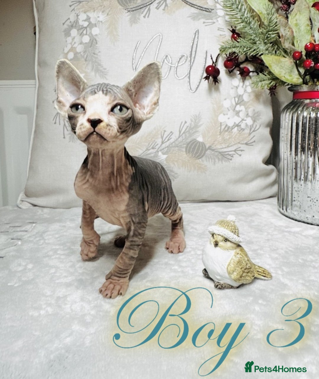 Sphynx cats for sale: Stunning Pedigree Sphynx Kittens - Advert 33