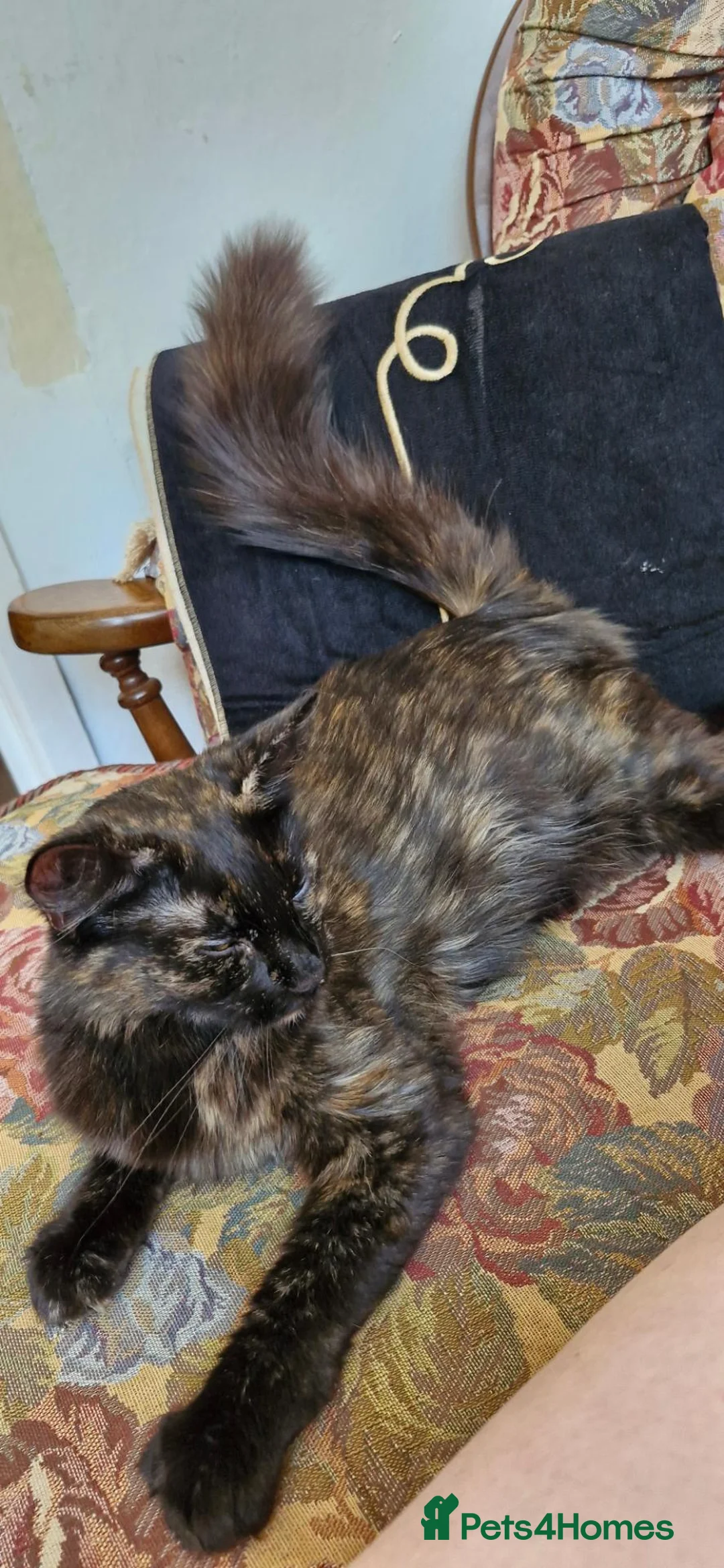 Mixed Breed cats for sale: Dutchess - Advert 2