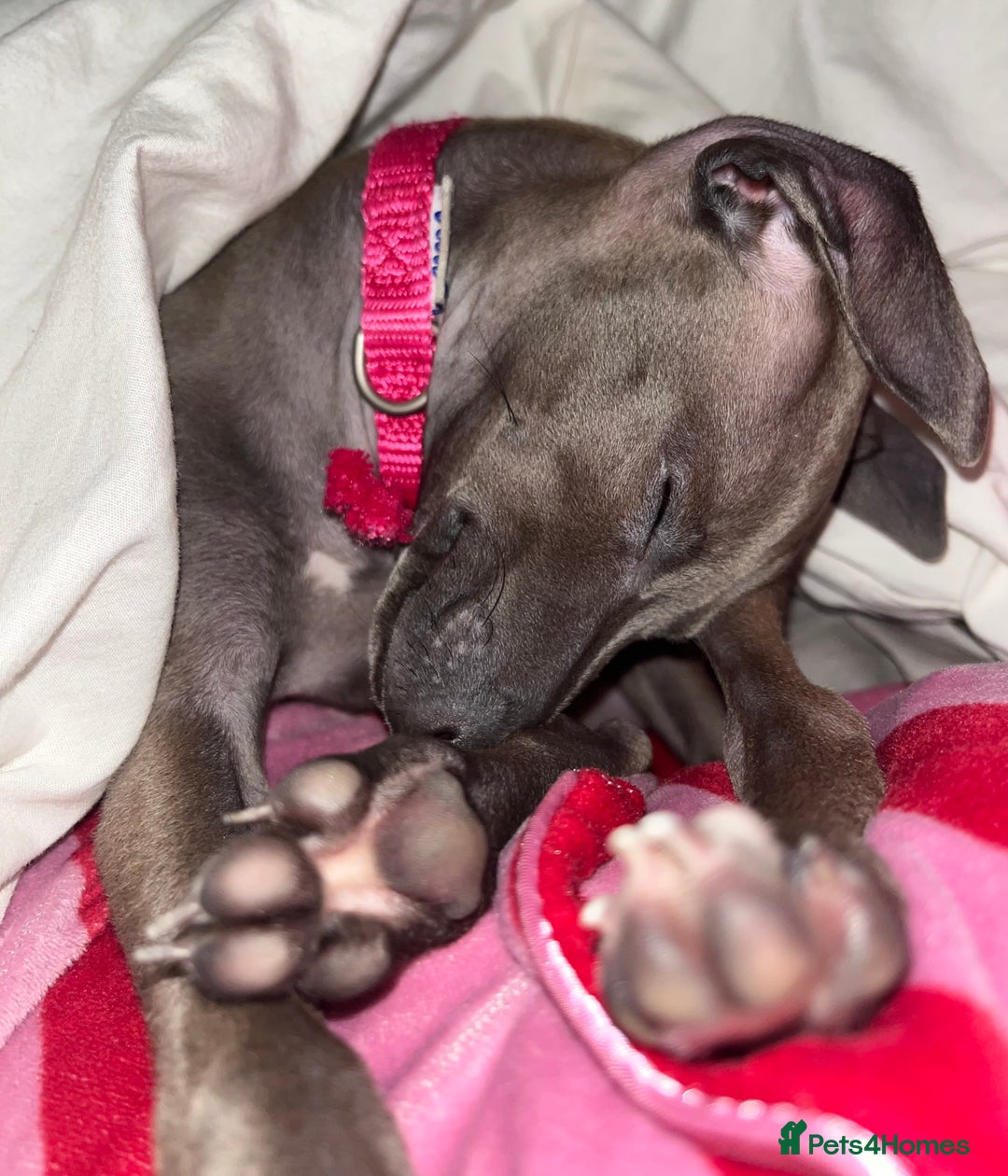 Italian Greyhound dogs for sale: Italian greyhound puppy - 17 weeks old  - Advert 2