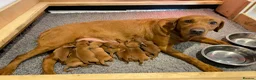 Labrador Retriever dogs for sale: Outstanding quality dark fox red Labrador pups - Advert 4