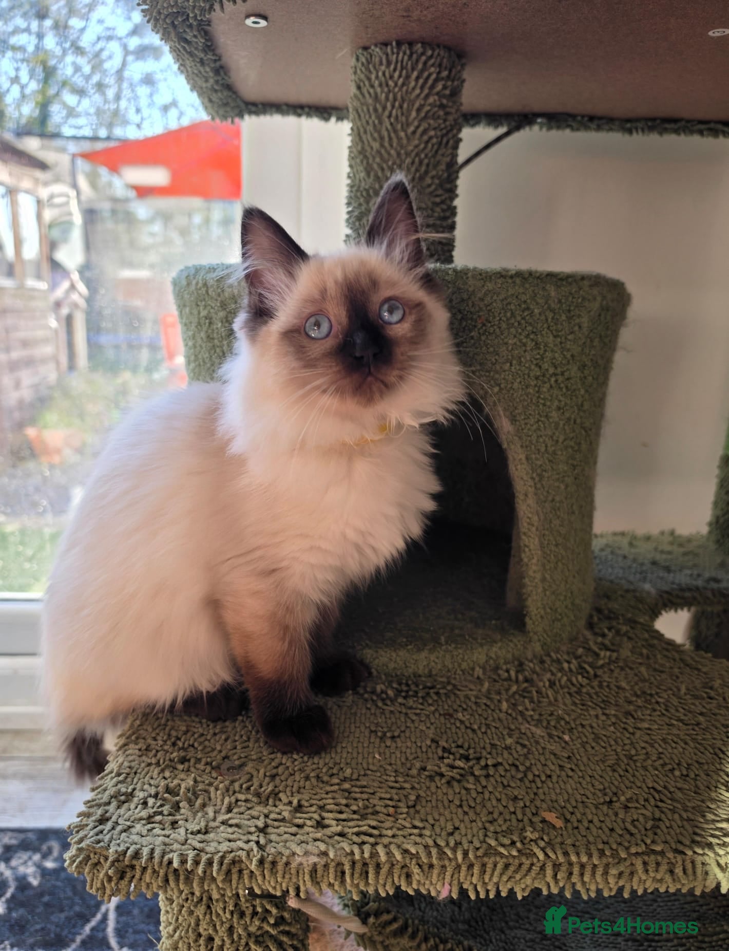 Ragdoll cats 💖Beautiful GCCF Registered Ragdoll Kittens. - Advert 2