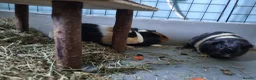Guinea Pig rodents for sale: Three Young Female Guinea Pigs with Full C&C Setup in Gosport - Advert 5