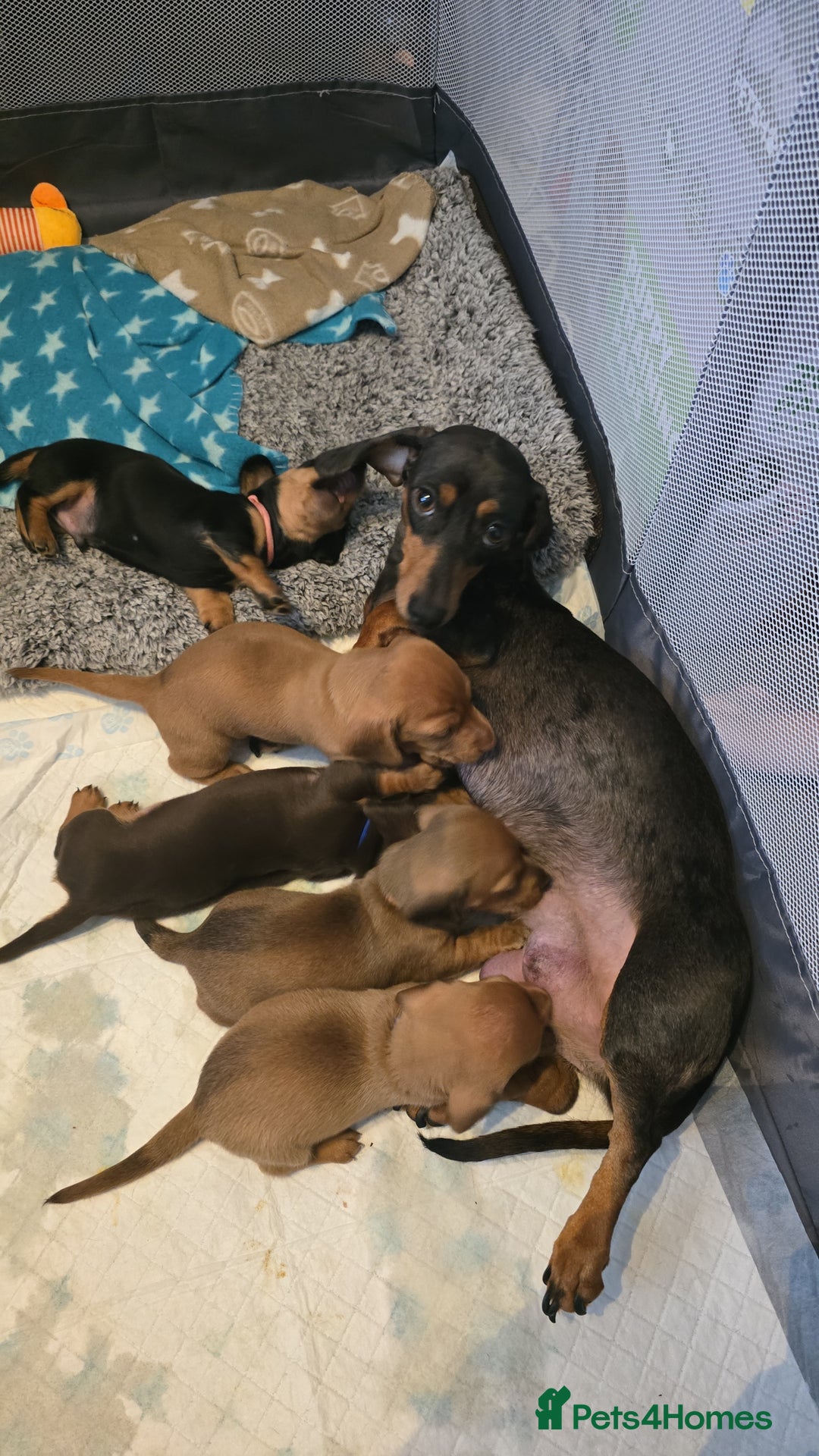 Miniature Dachshund dogs for sale: mini dachshund puppies - Image 12