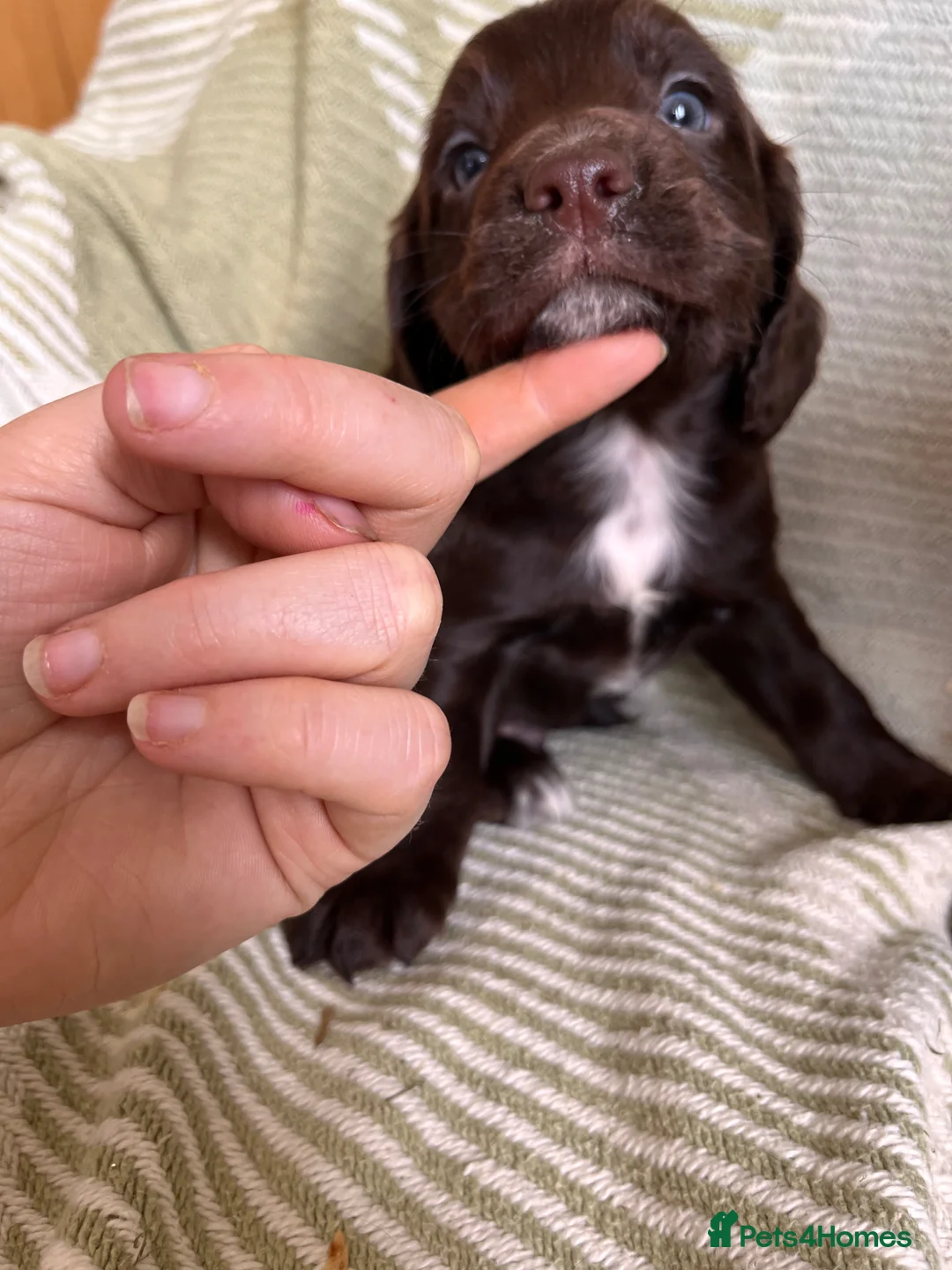 Cocker Spaniel dogs for sale: Beautiful Cocker Spaniel Puppies (working type)  - Advert 10