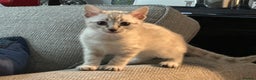 Bengal cats for sale: Beautiful silver snow lynx Bengal babies - Advert 11