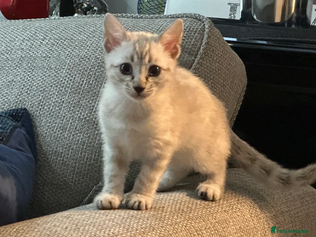 Bengal cats for sale: Beautiful silver snow lynx Bengal babies - Advert 11