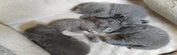 British Shorthair cats for sale: High quality BSH kittens available  - Advert 3