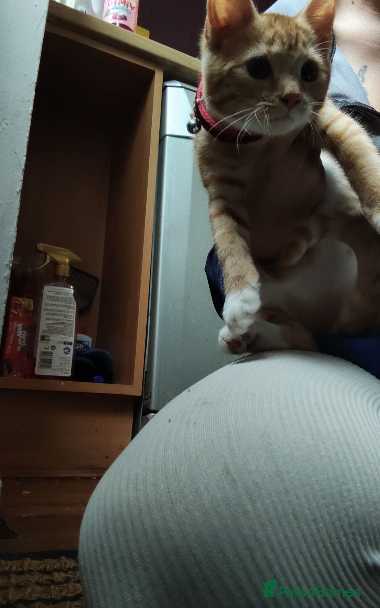 Mixed Breed cats Ginger and white kittten - Advert 1